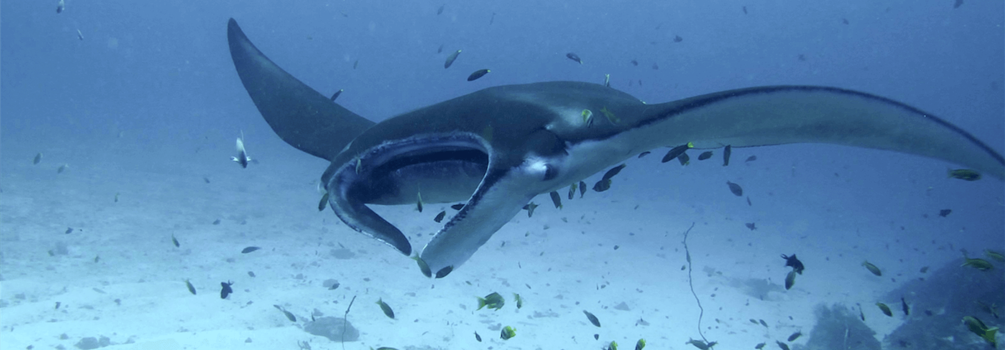 Bouwsteen 8 dagen duiken Raja Ampat Biodiversity