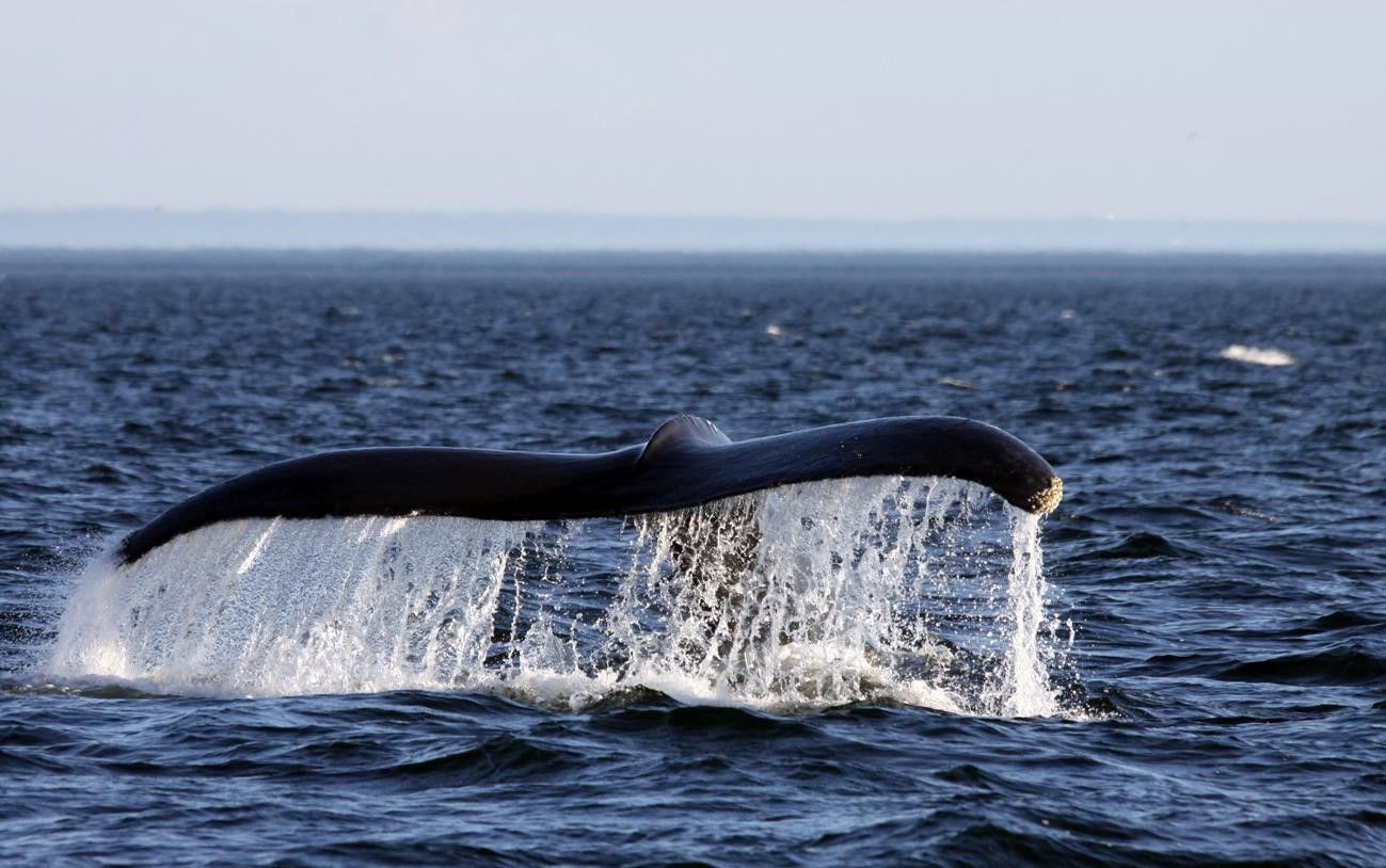 Noordoost-Amerika per trein