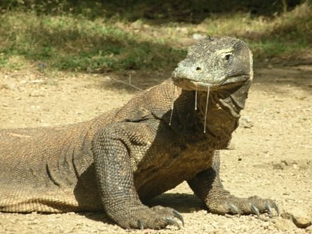 Bouwsteen 10 dagen Flores en Komodo, van  Maumere via Riung naar Labuan Bajo en Komodo