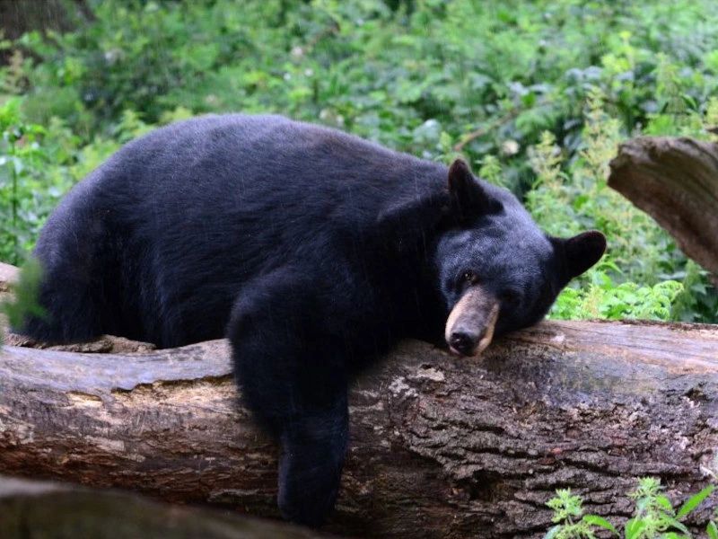 Van Edmonton naar Vancouver: Route vol natuur, cultuur en wilde dieren