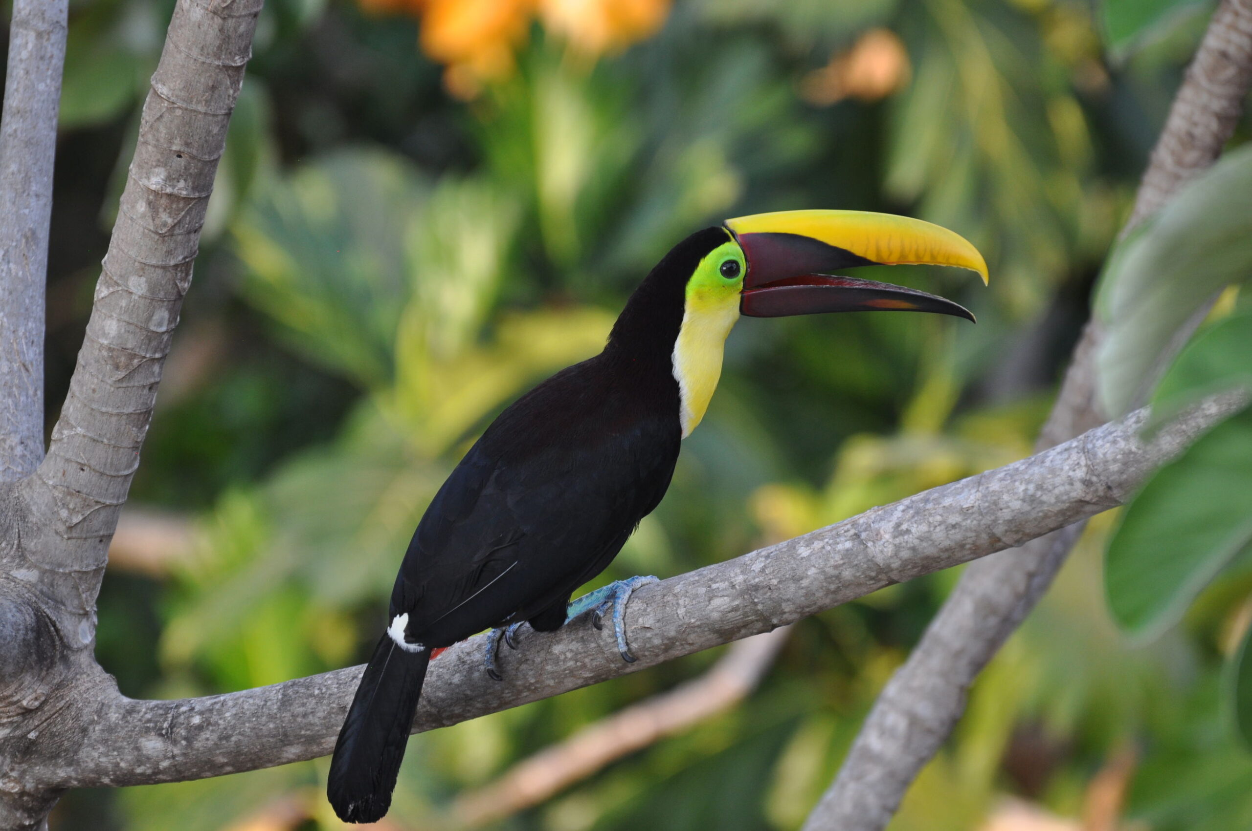Hoogtepunten Costa Rica met je gezin