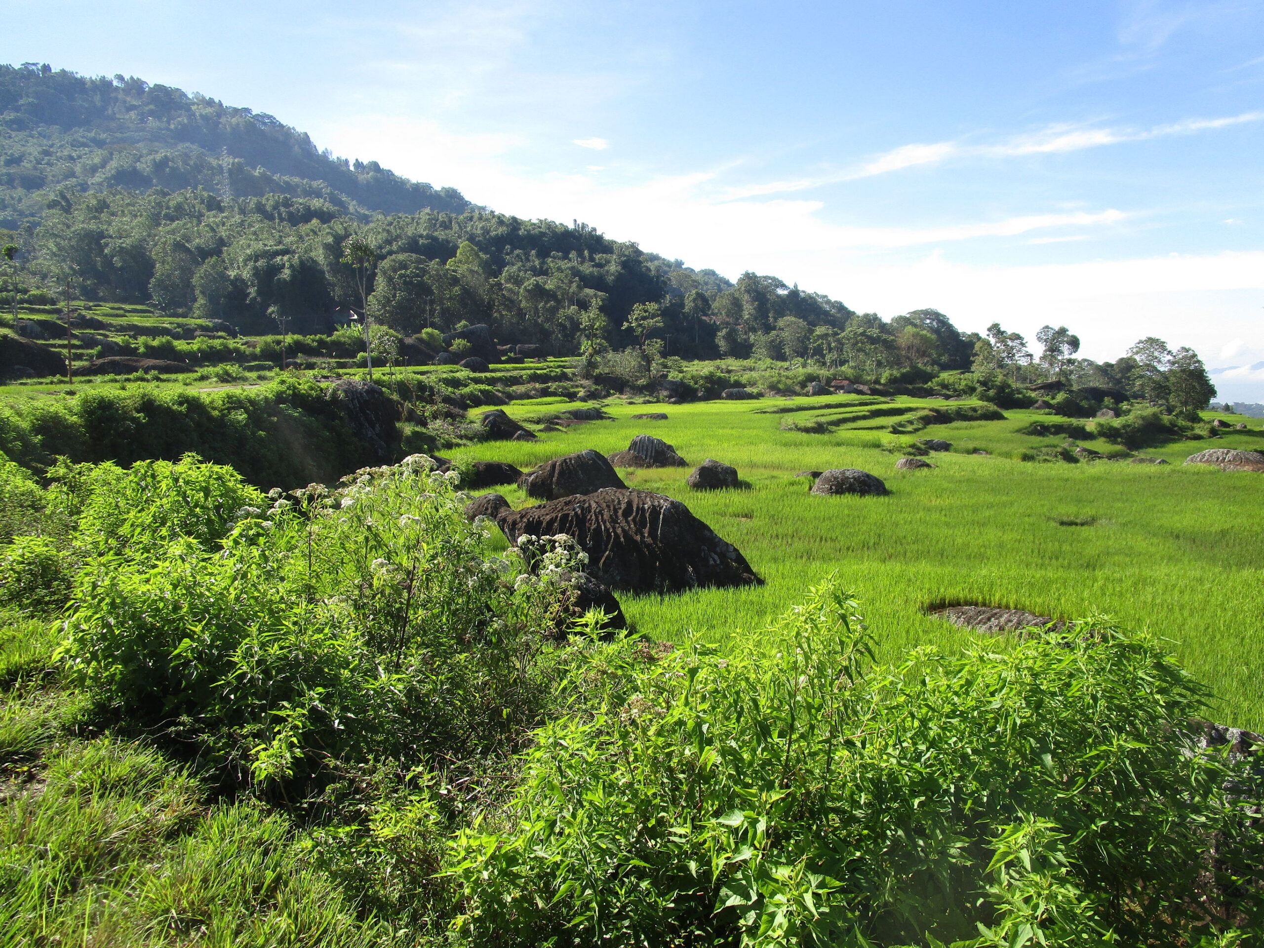 De grote Oost: Sulawesi en de Molukken