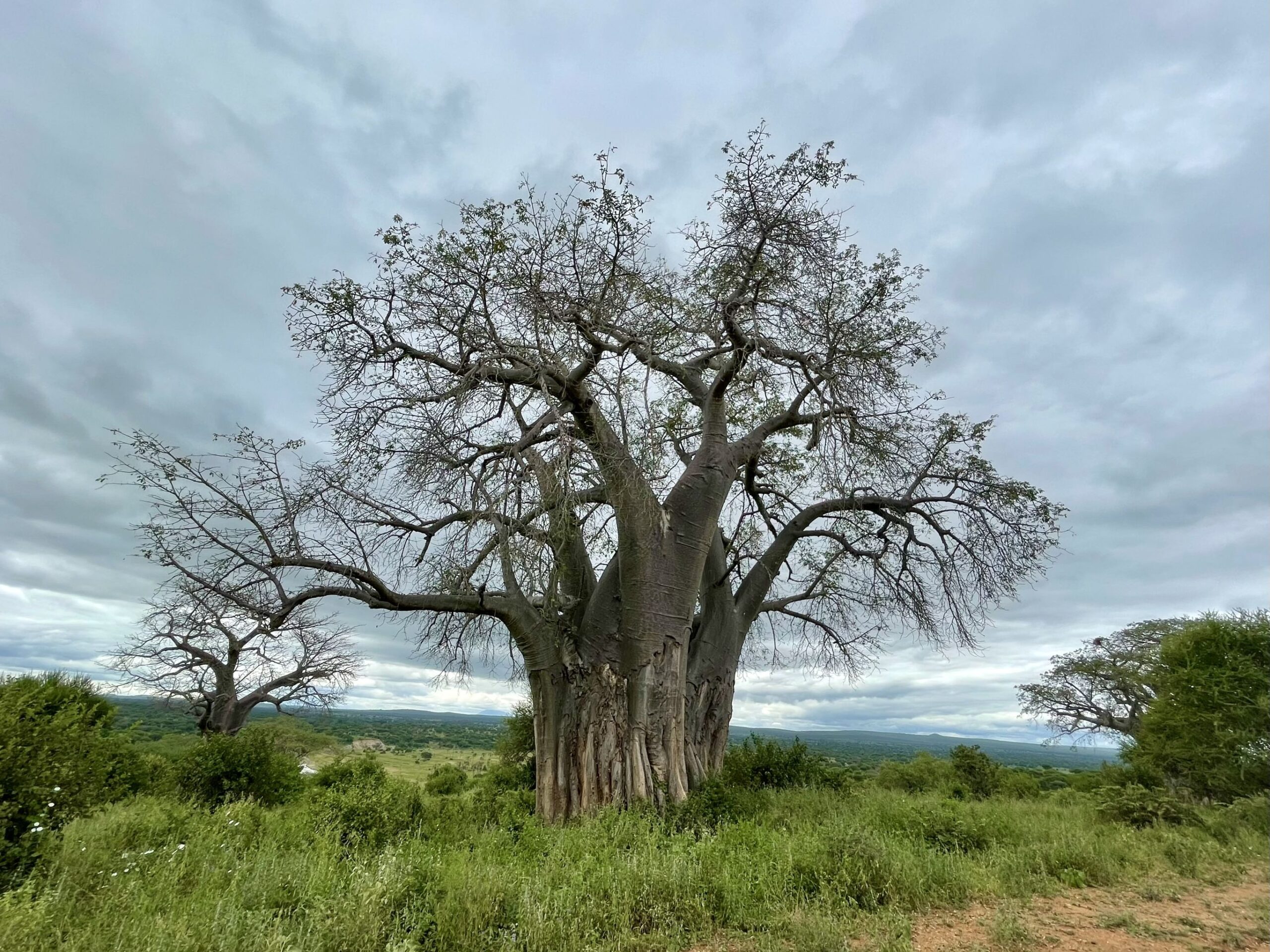 Boutique reis Tanzania