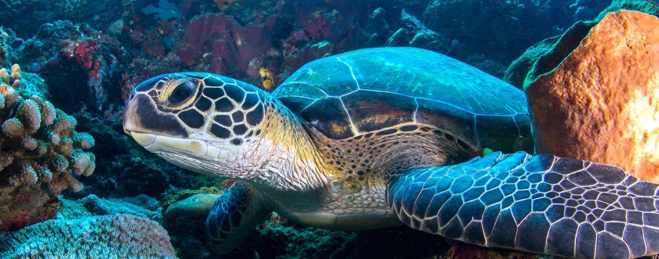 Rondreis 16 dagen duiken Bunaken en Lembeh – noord Sulawesi