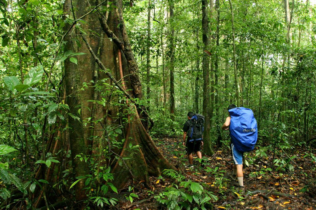 Natuurpracht van Borneo