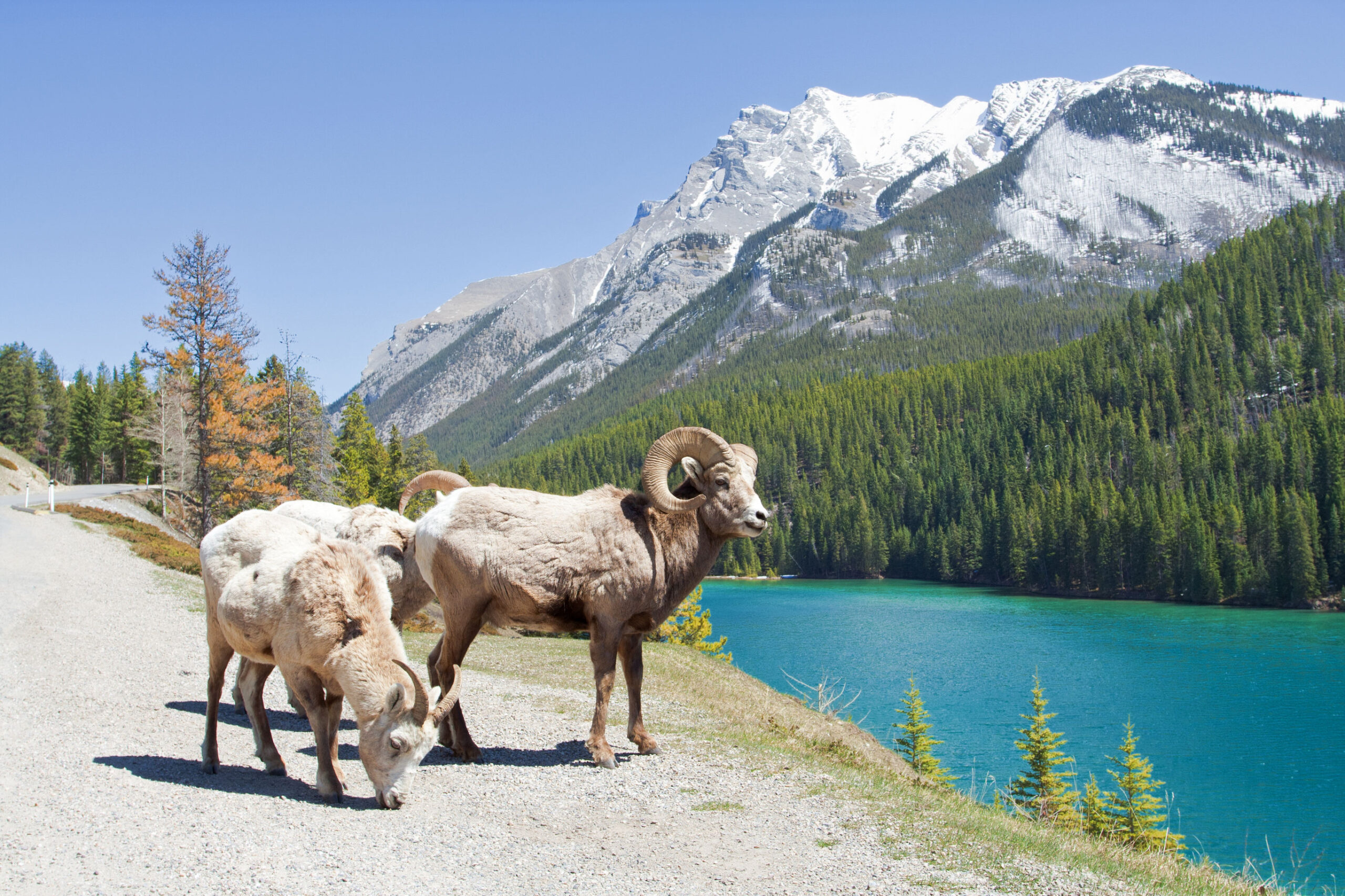 Camperreis West-Canada met kids