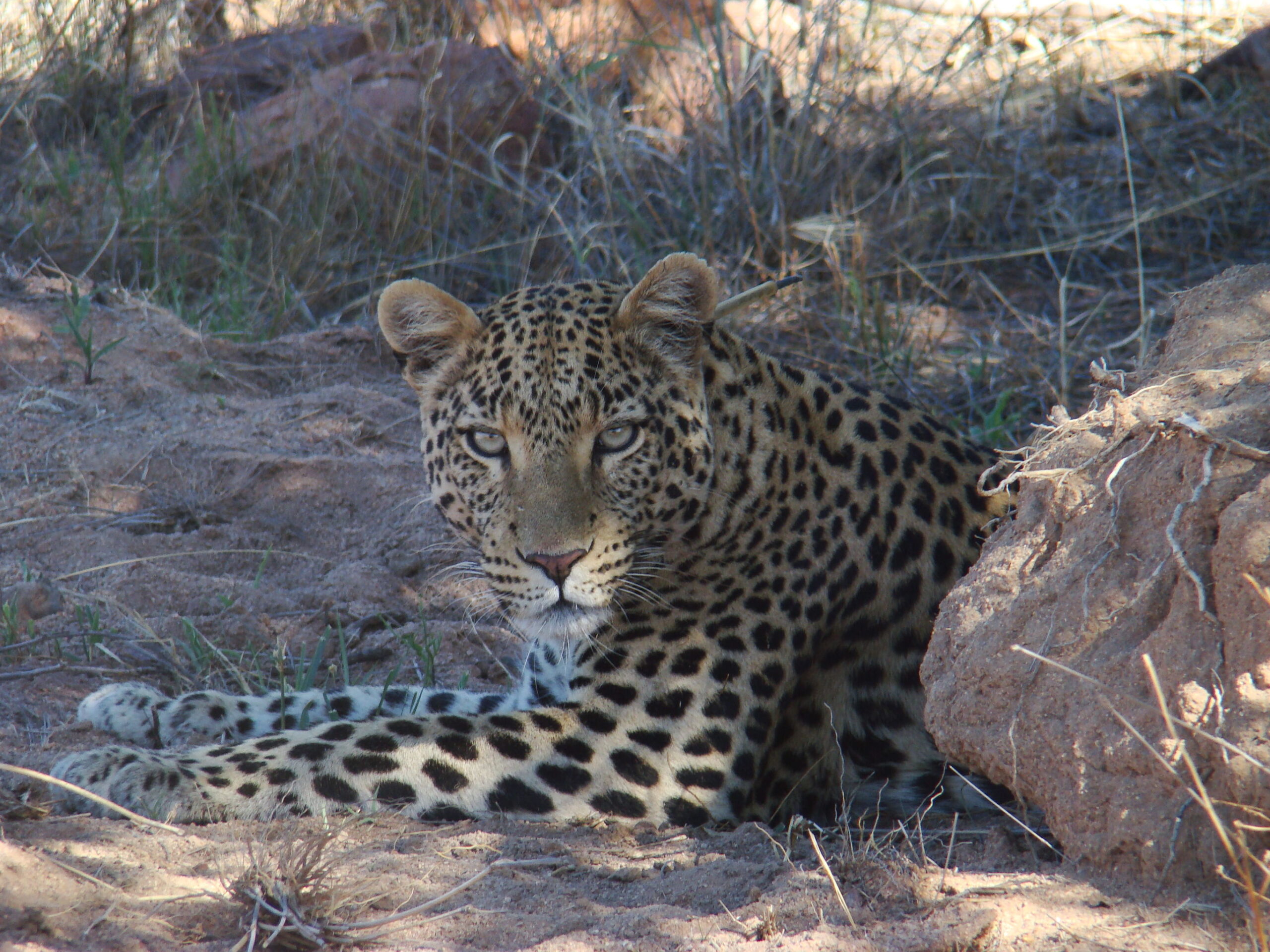 Safari Etosha naar Victoria Falls