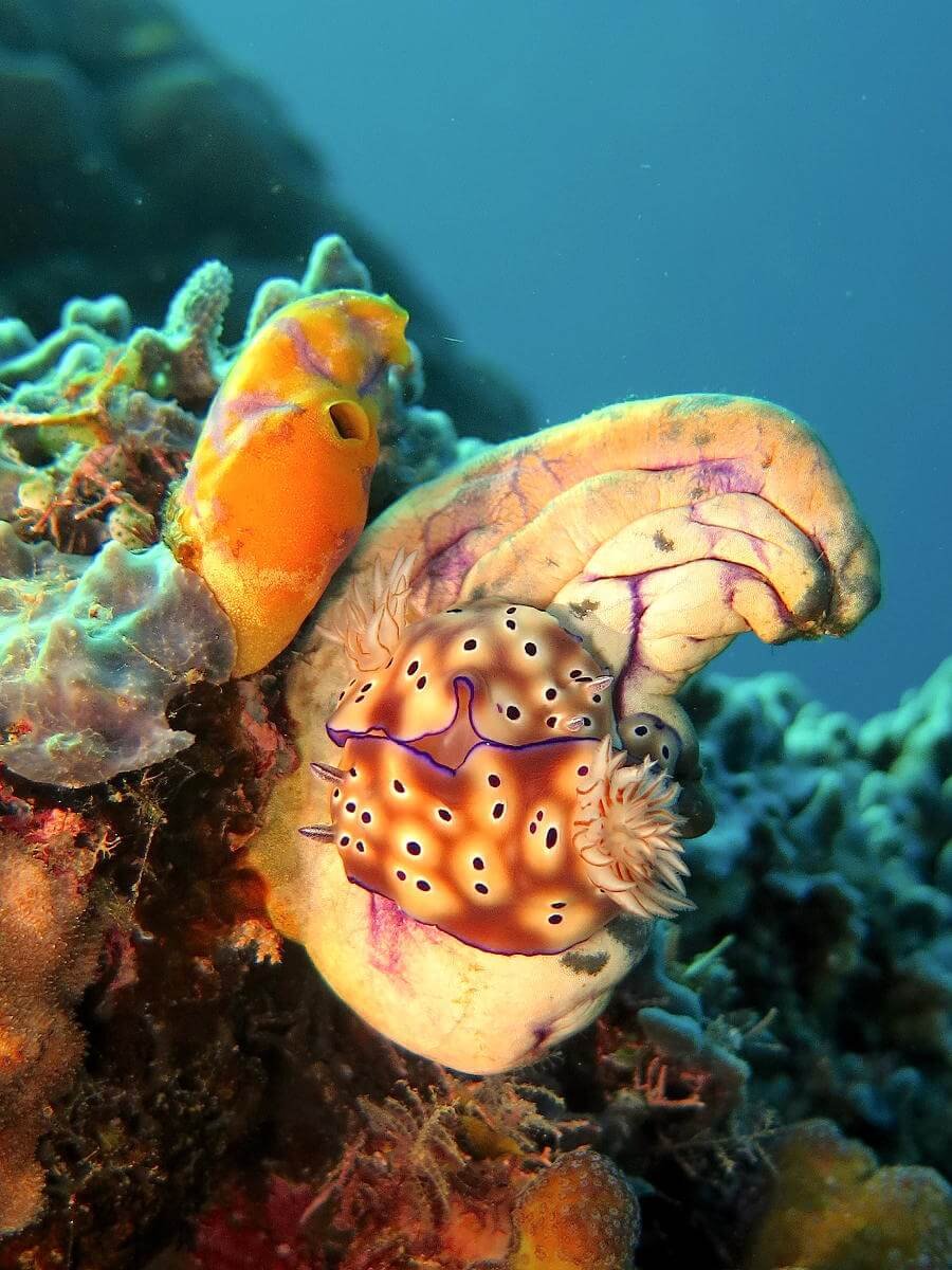 Bouwsteen 7 dagen duiken Komodo resort & Diving club