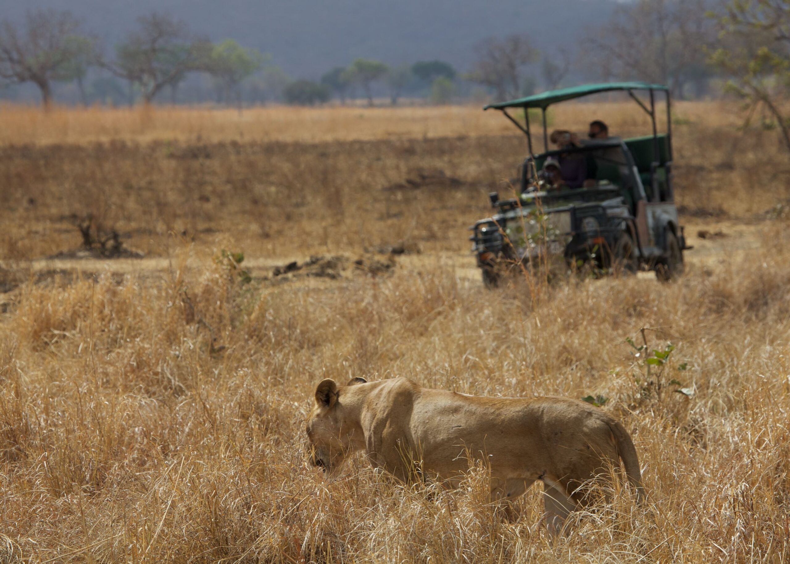 Safari en strandavontuur Zuid-Tanzania