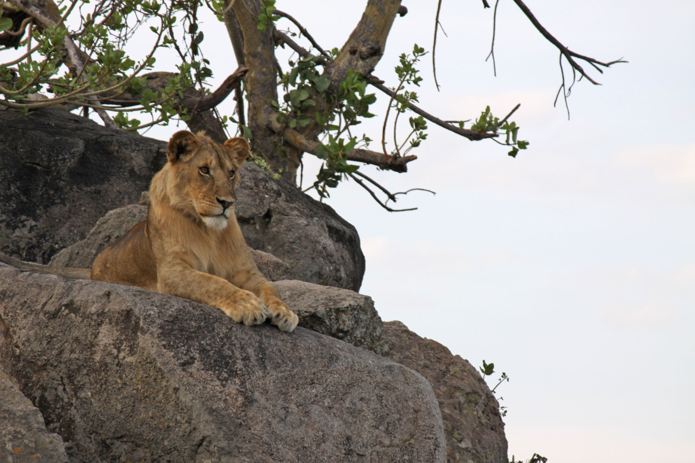 Familiesafari Tanzania