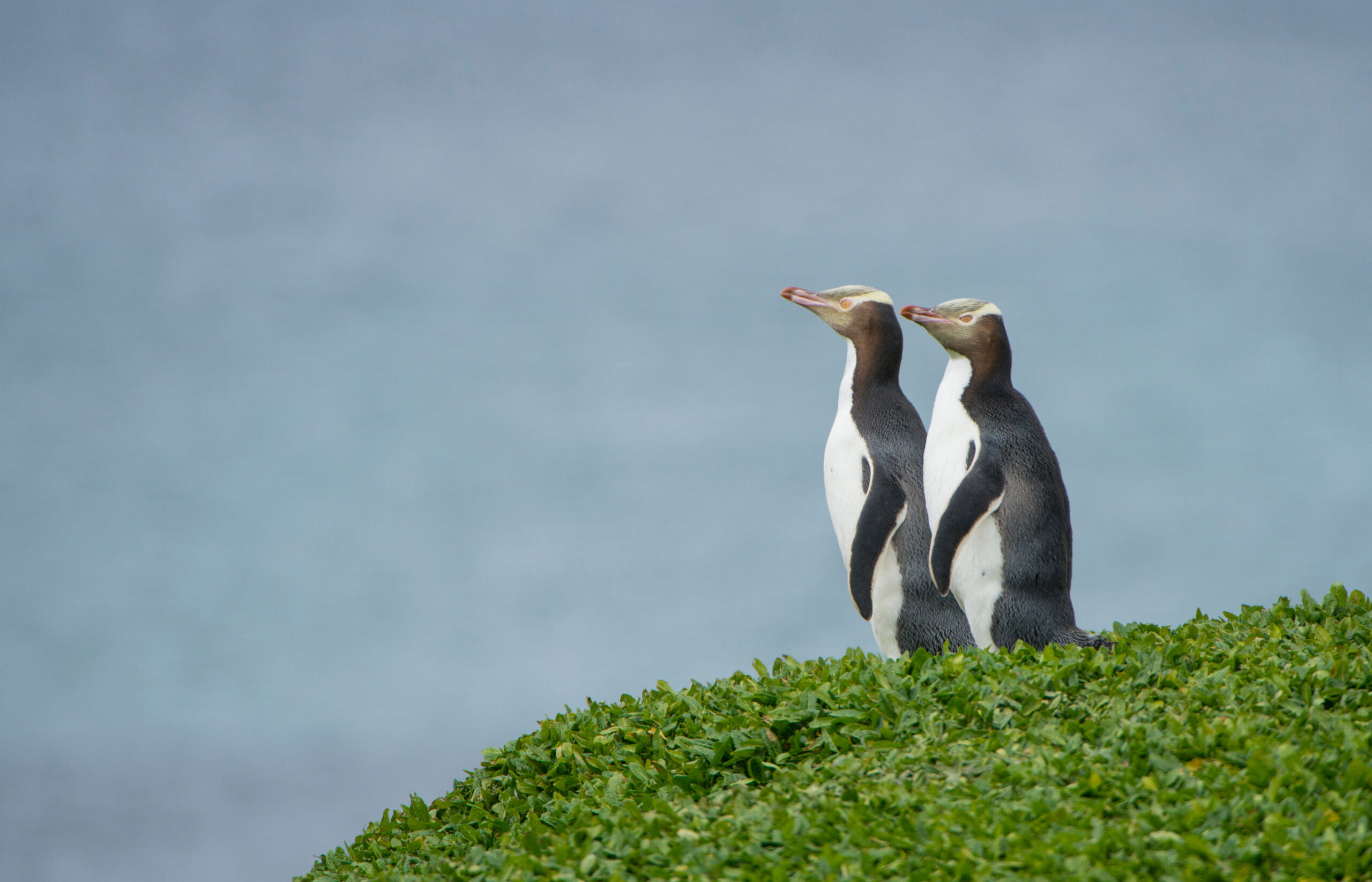Nature & Wildlife Nieuw-Zeeland