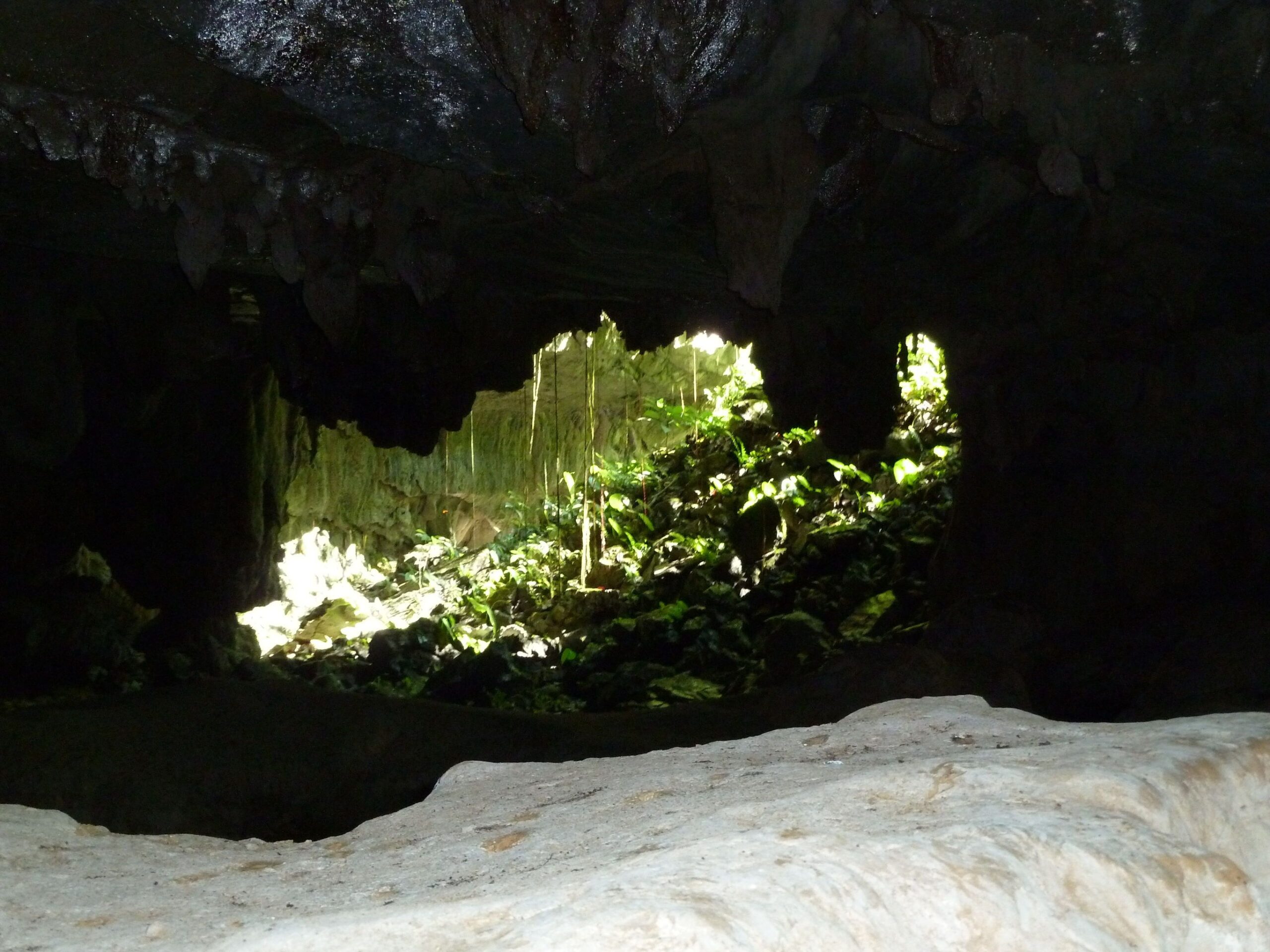 Natuurpracht van Borneo
