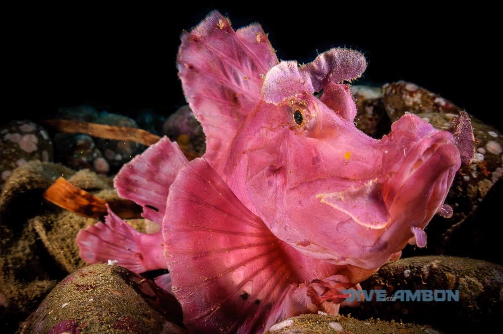 Rondreis 19 dagen duiken op Ambon en Banda