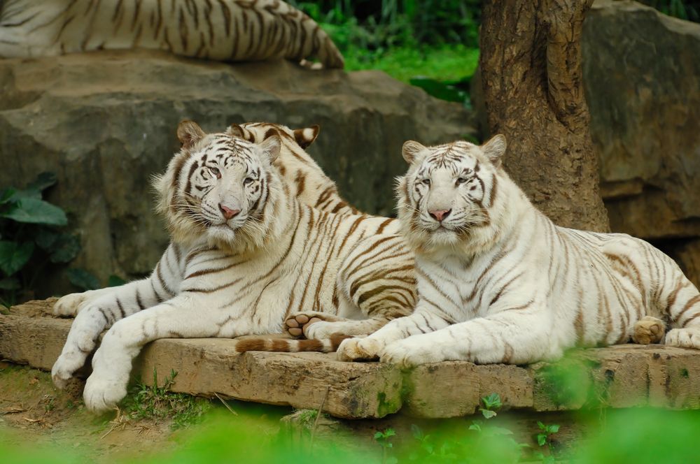 Een avontuurlijke reis