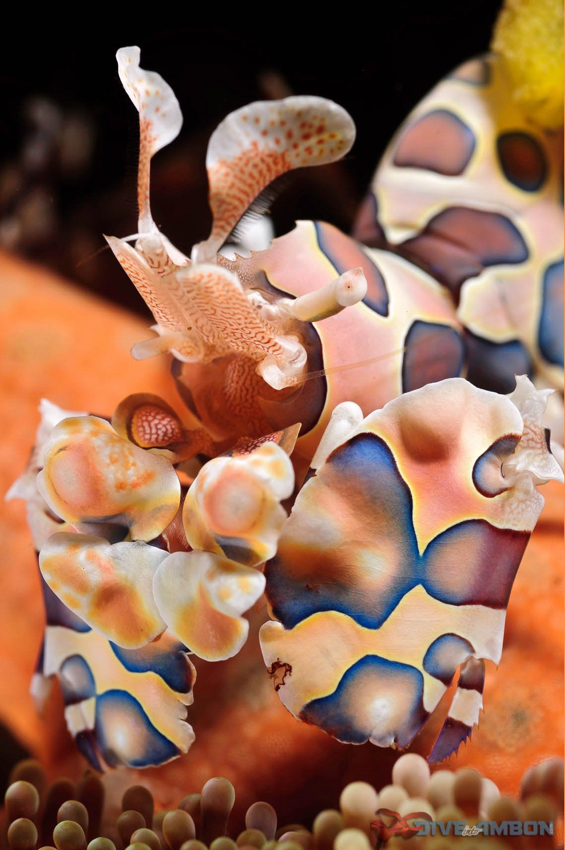 Rondreis 19 dagen duiken op Ambon en Banda