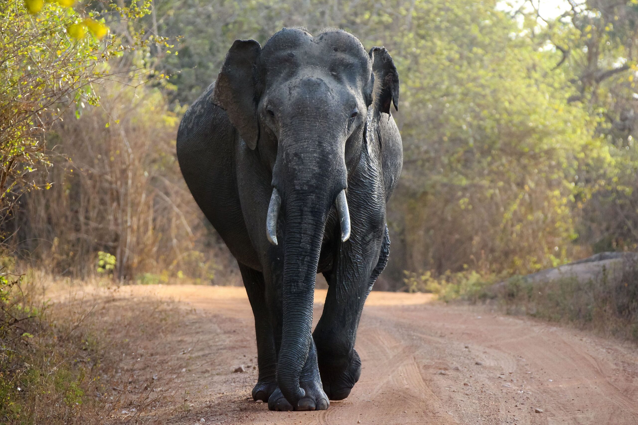 Compleet Sri Lanka