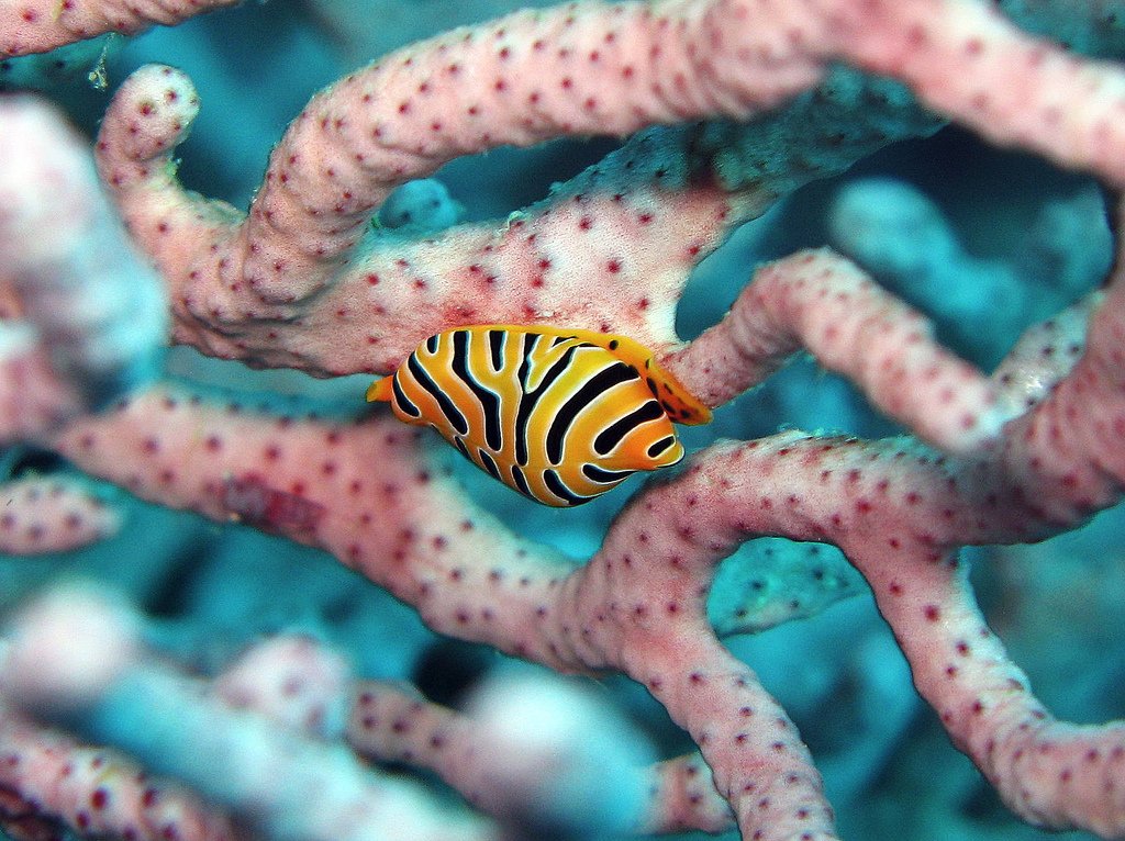 Rondreis 19 dagen duiken op Ambon en Banda