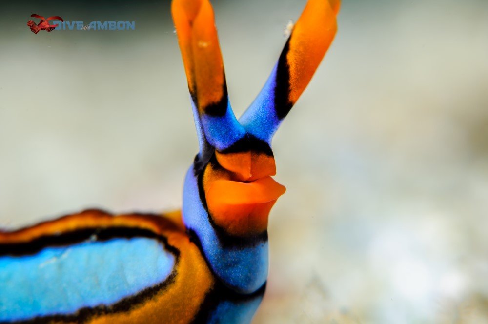 Rondreis 19 dagen duiken op Ambon en Banda