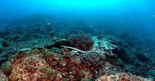Rondreis 16 dagen Bali duiken
