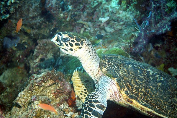 Rondreis 16 dagen avontuur & cultuur: Komodo en Flores