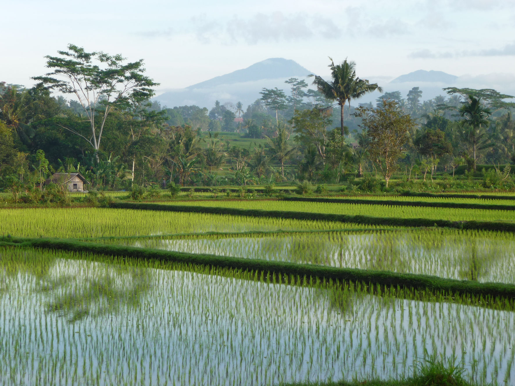 Actief en natuur op Bali