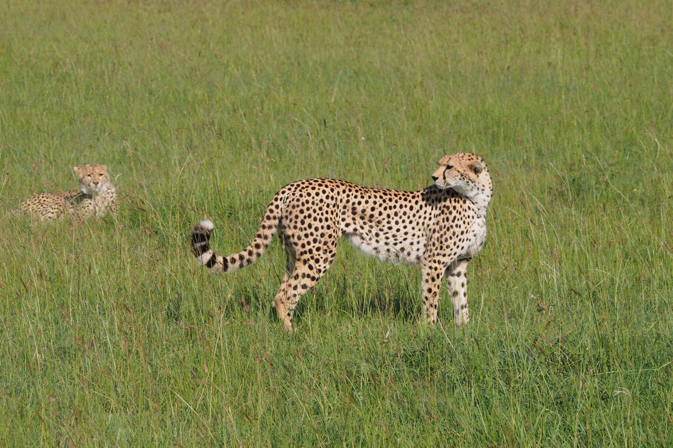 Masai Mara, Lake Nakuru, Amboseli