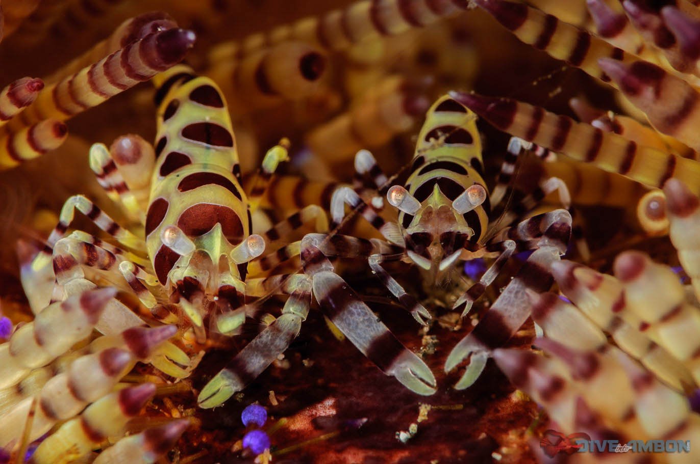 Rondreis 19 dagen duiken op Ambon en Banda