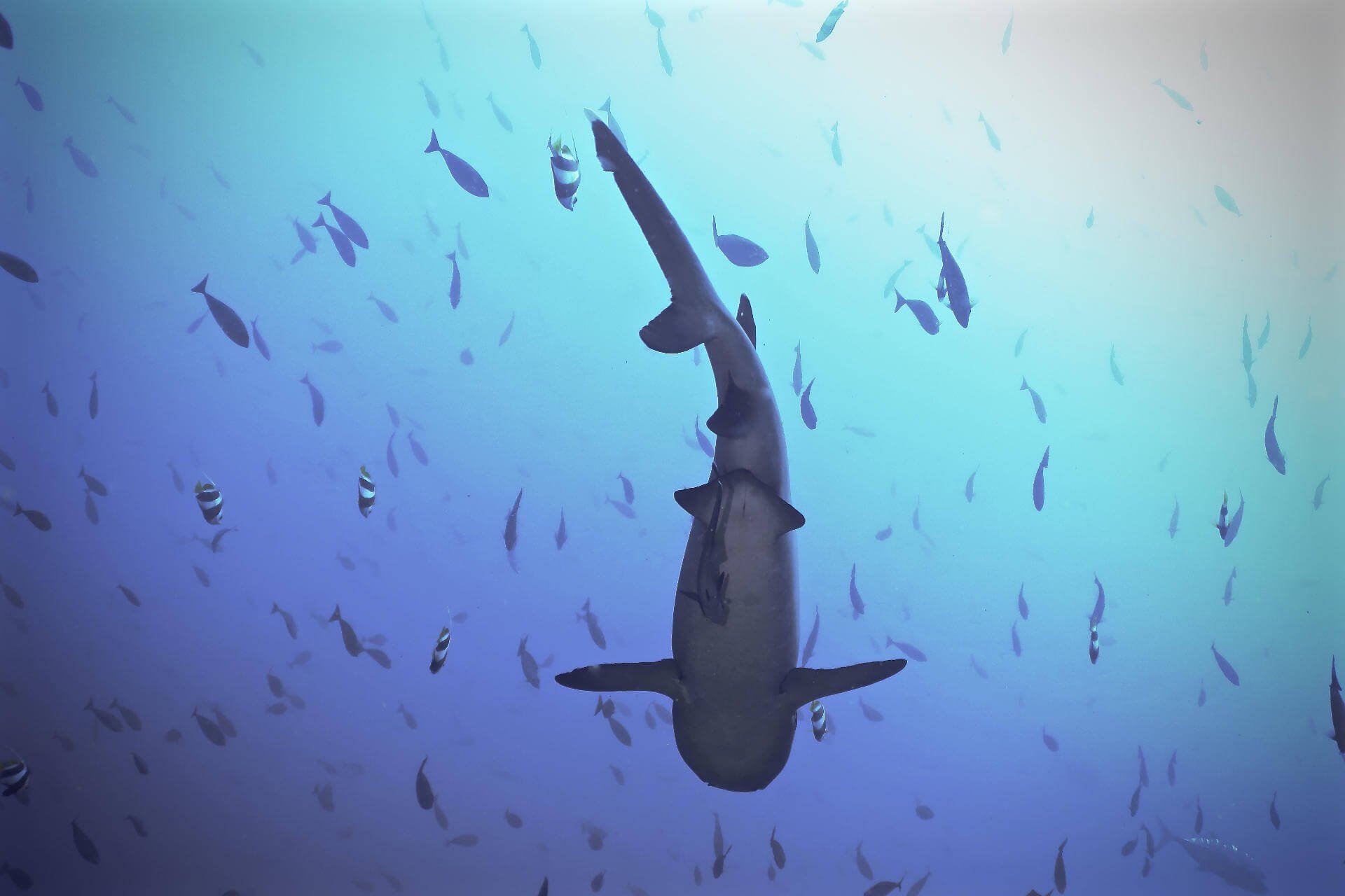 Bouwsteen 7 dagen duiken Komodo resort & Diving club