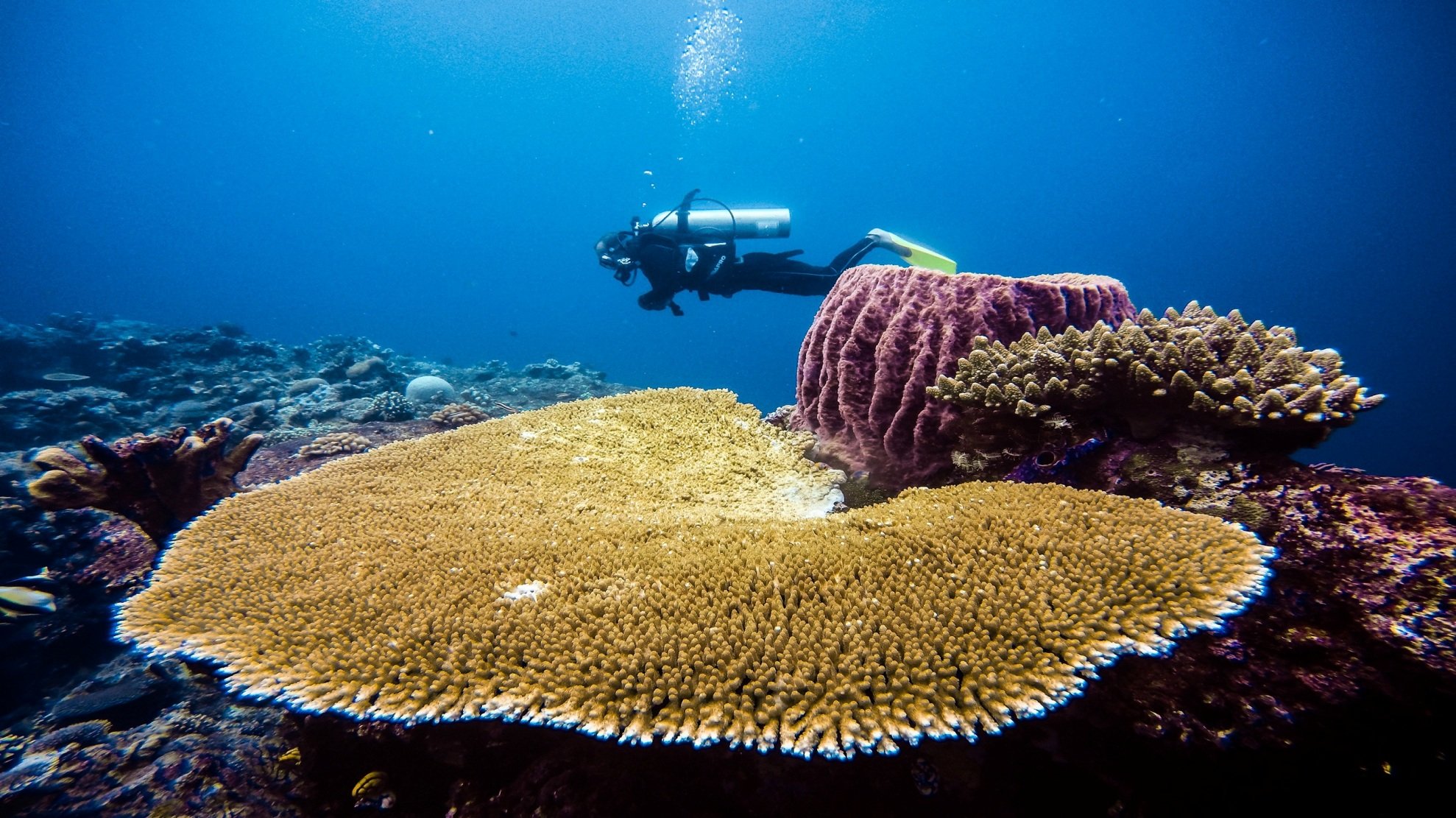 Rondreis 19 dagen duiken op Ambon en Banda