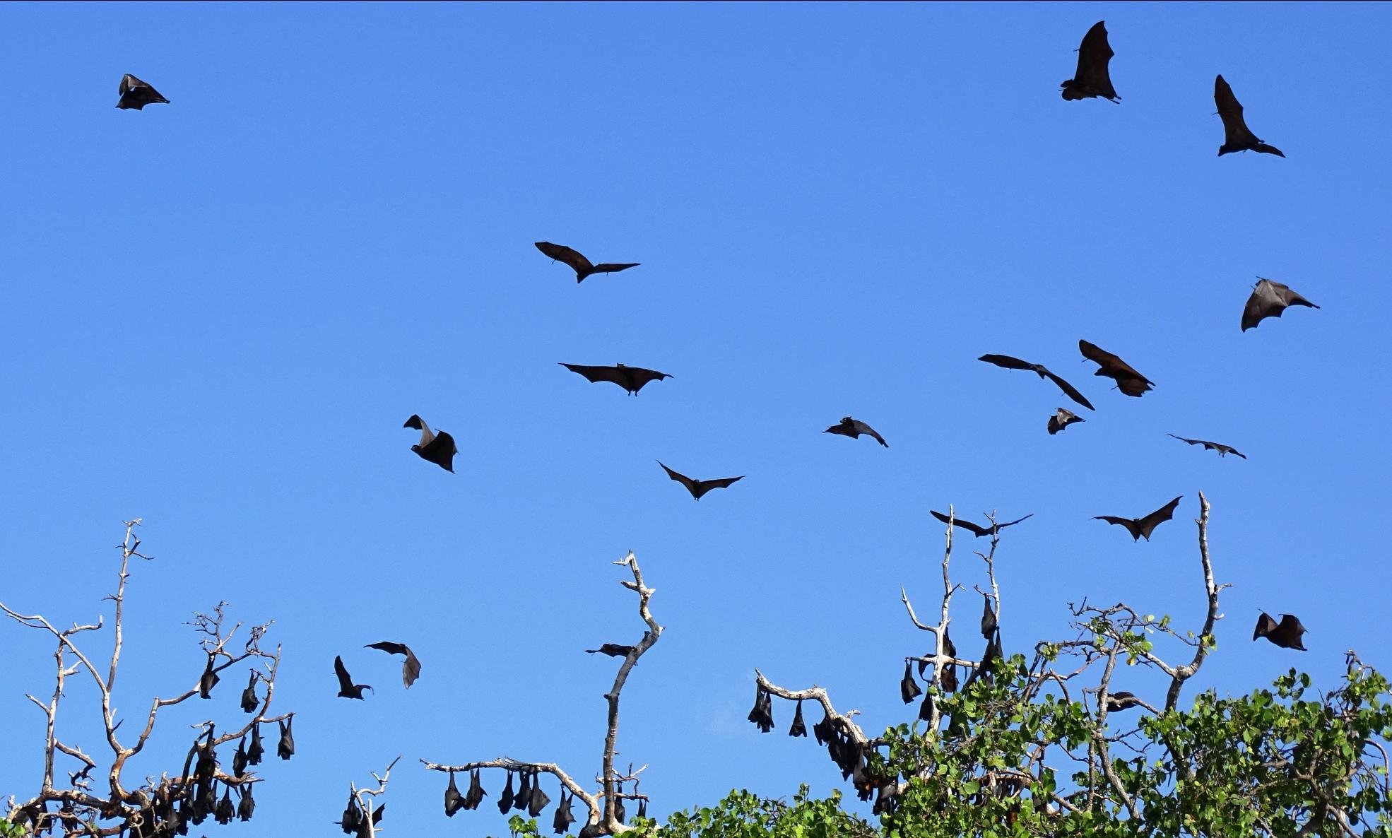 Bouwsteen 10 dagen Flores en Komodo, van  Maumere via Riung naar Labuan Bajo en Komodo