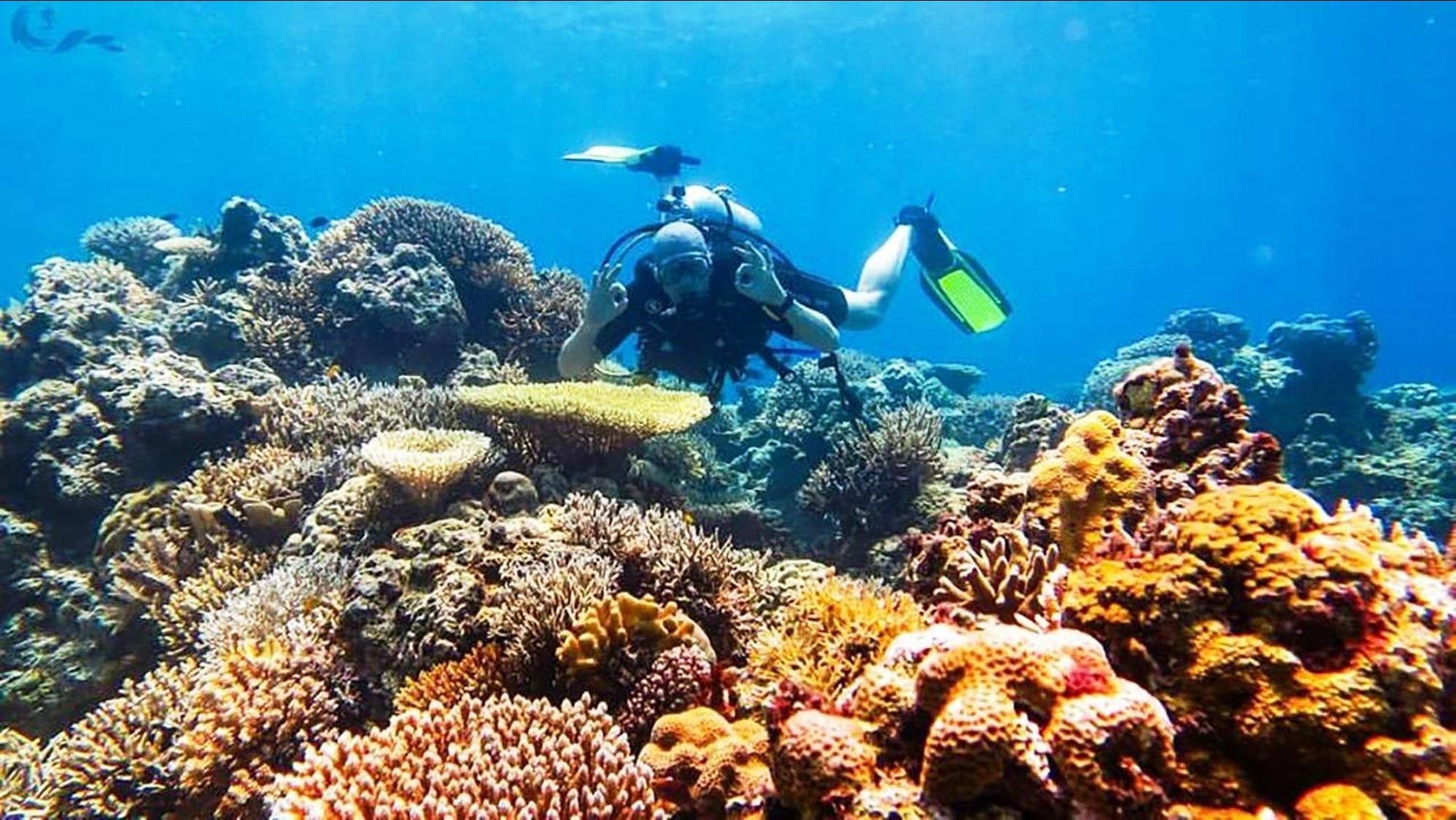 Rondreis 14 dagen duiken Sumbawa: walvishaaien, manta en veel meer