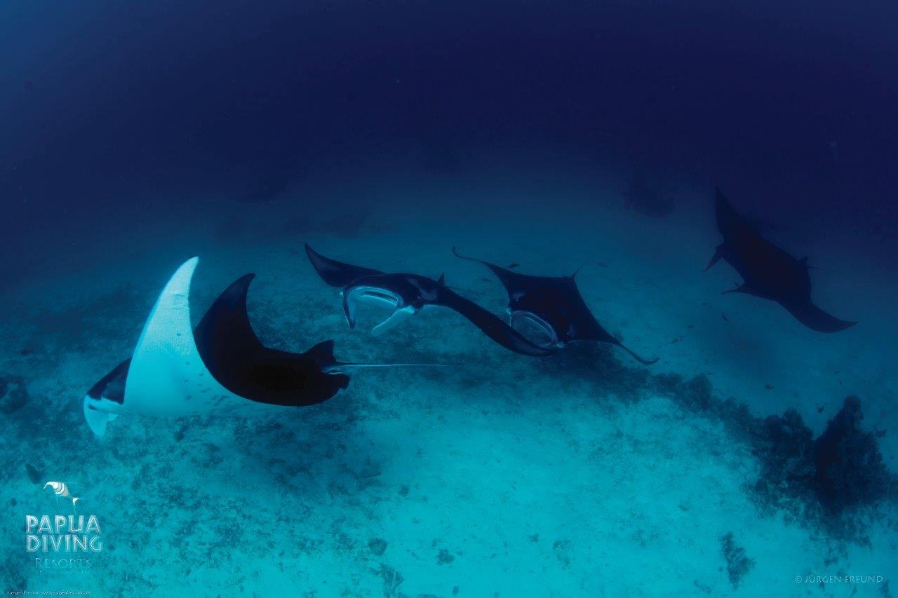 Bouwsteen 8 dagen duiken Raja Ampat – Scuba Republic