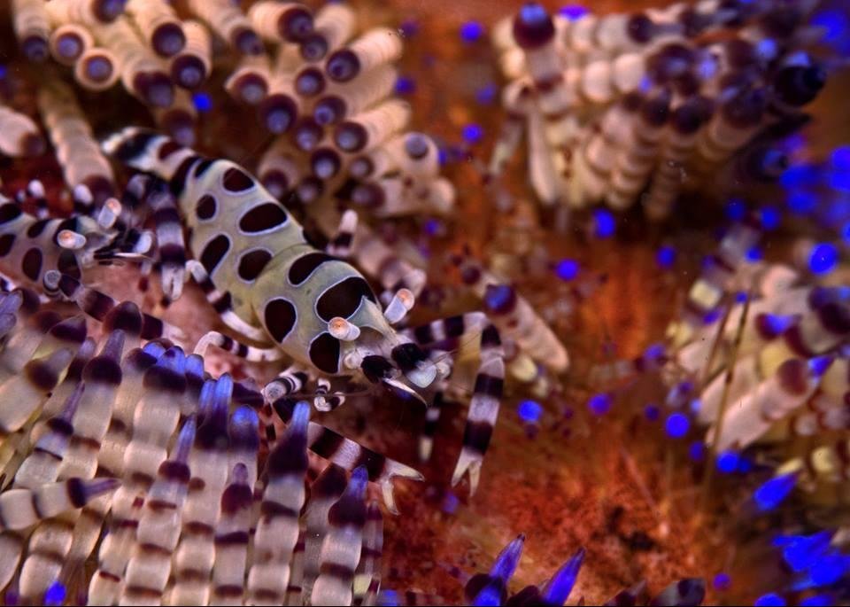 Rondreis 14 dagen duiken Sumbawa: walvishaaien, manta en veel meer