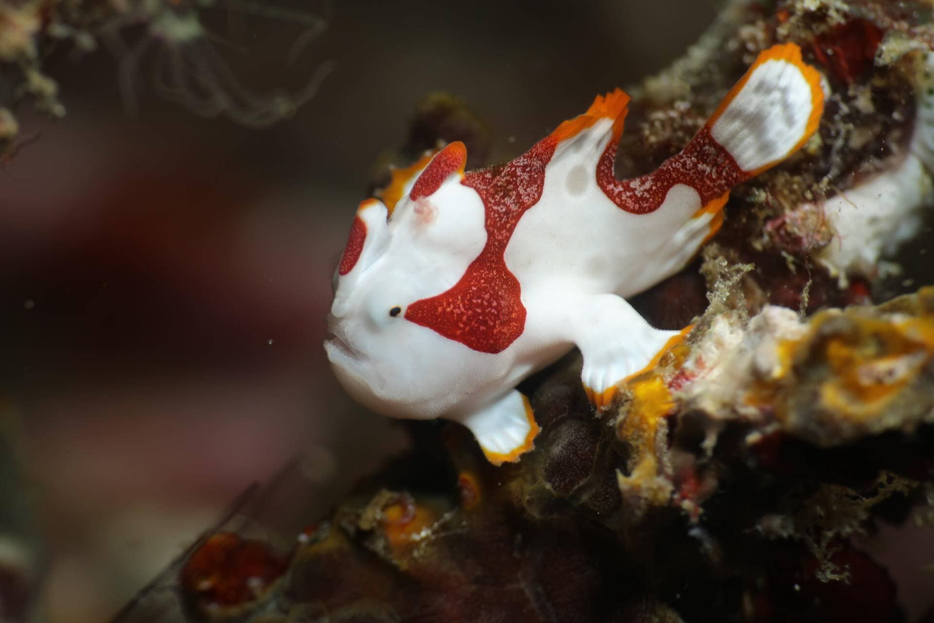 Bouwsteen 7 dagen duiken Komodo resort & Diving club