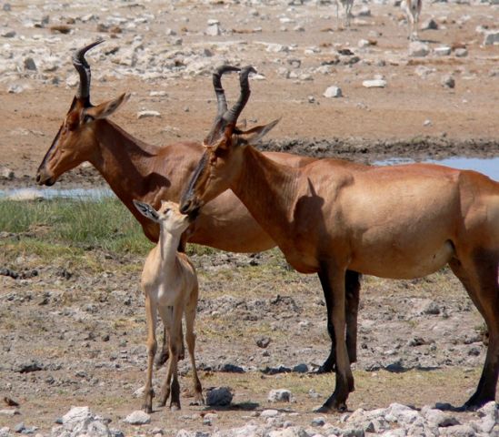 Safari Etosha naar Victoria Falls