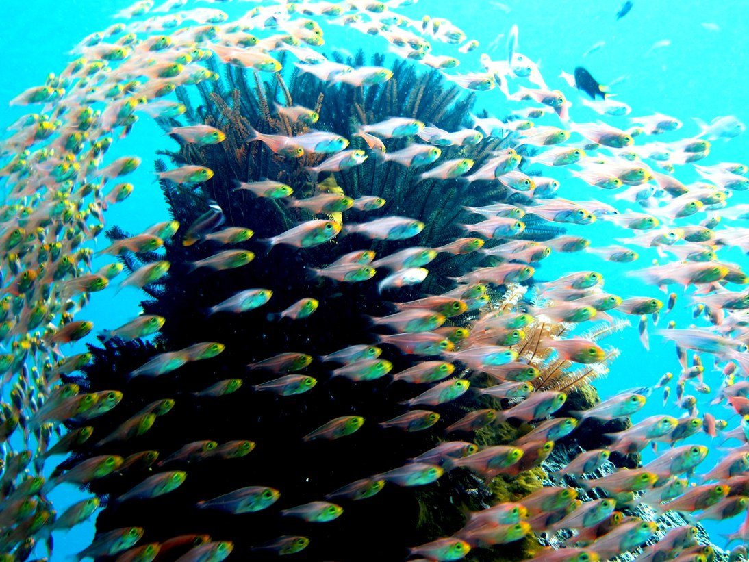 Bouwsteen 8 dagen duiken Papua Paradise – Raja Ampat