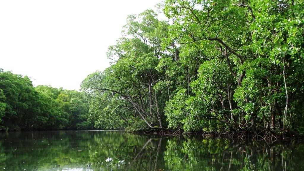 Bouwsteen 7 dagen Mystic Kalimantan – Orang oetans, Dayaks, walvishaaien en veel meer