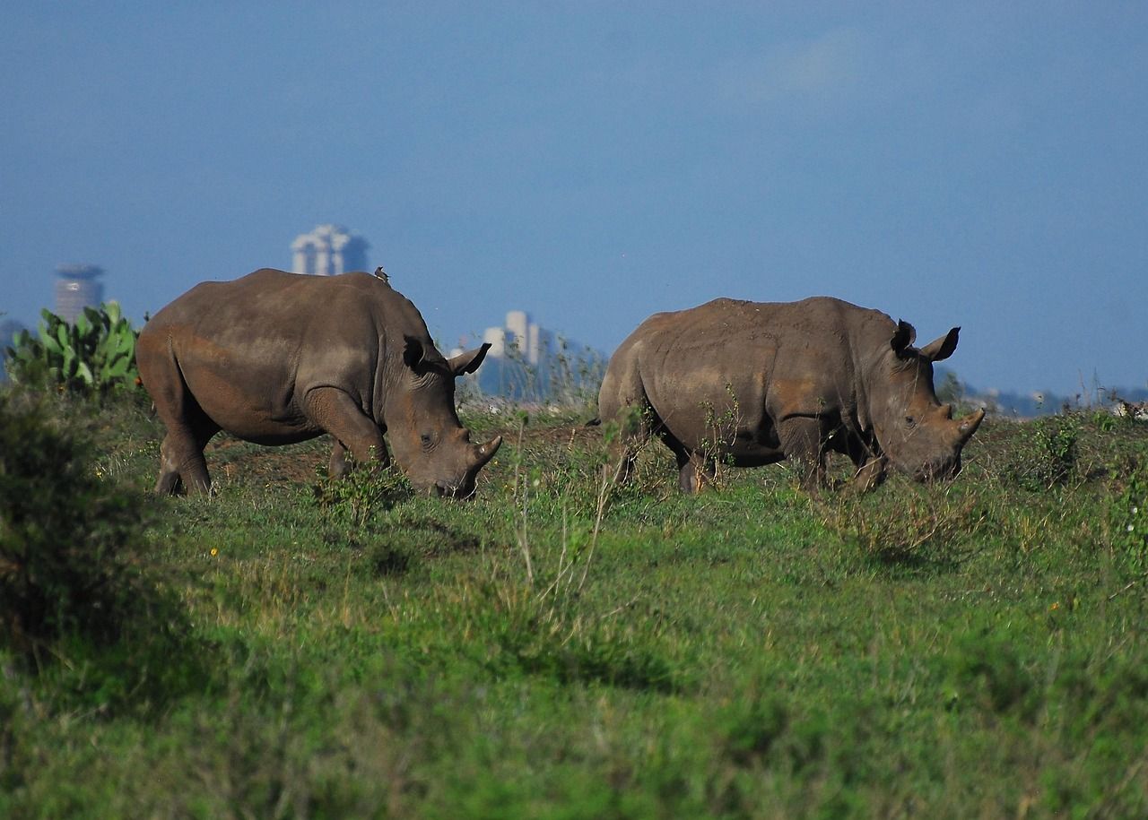 Safari en Masai Mara