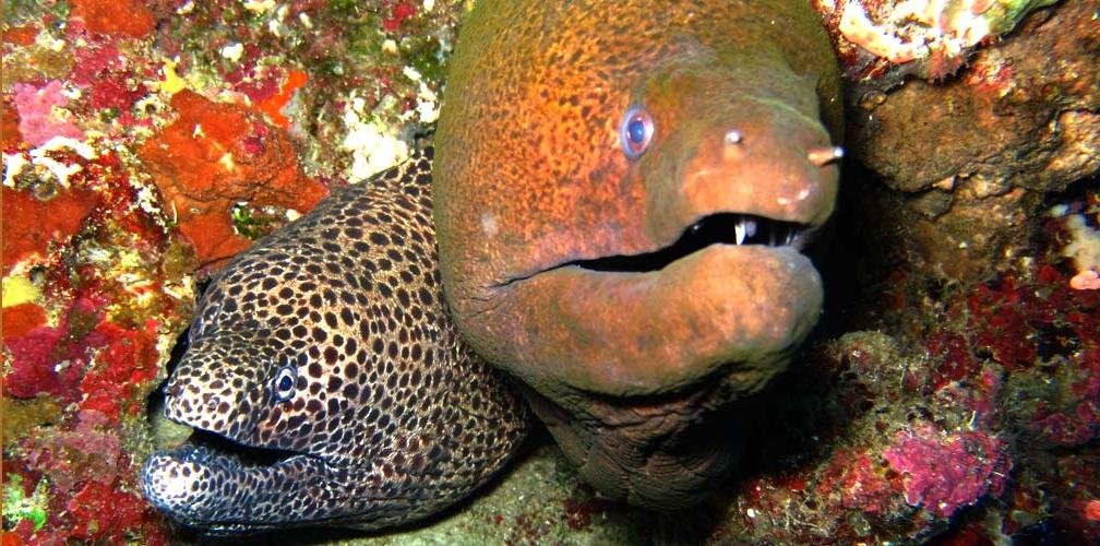 Rondreis 19 dagen duiken op Ambon en Banda