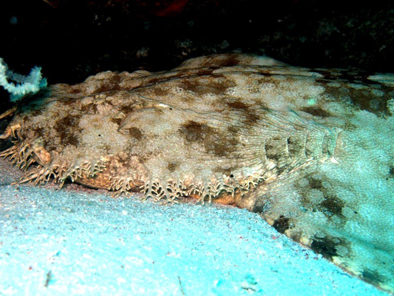 Bouwsteen 8 dagen duiken Papua Paradise – Raja Ampat