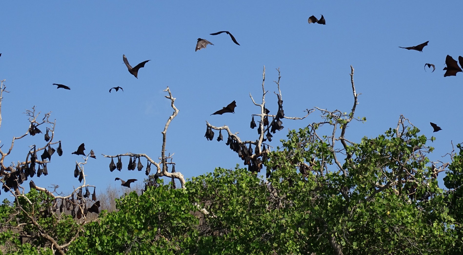 Bouwsteen 10 dagen Flores en Komodo, van  Maumere via Riung naar Labuan Bajo en Komodo