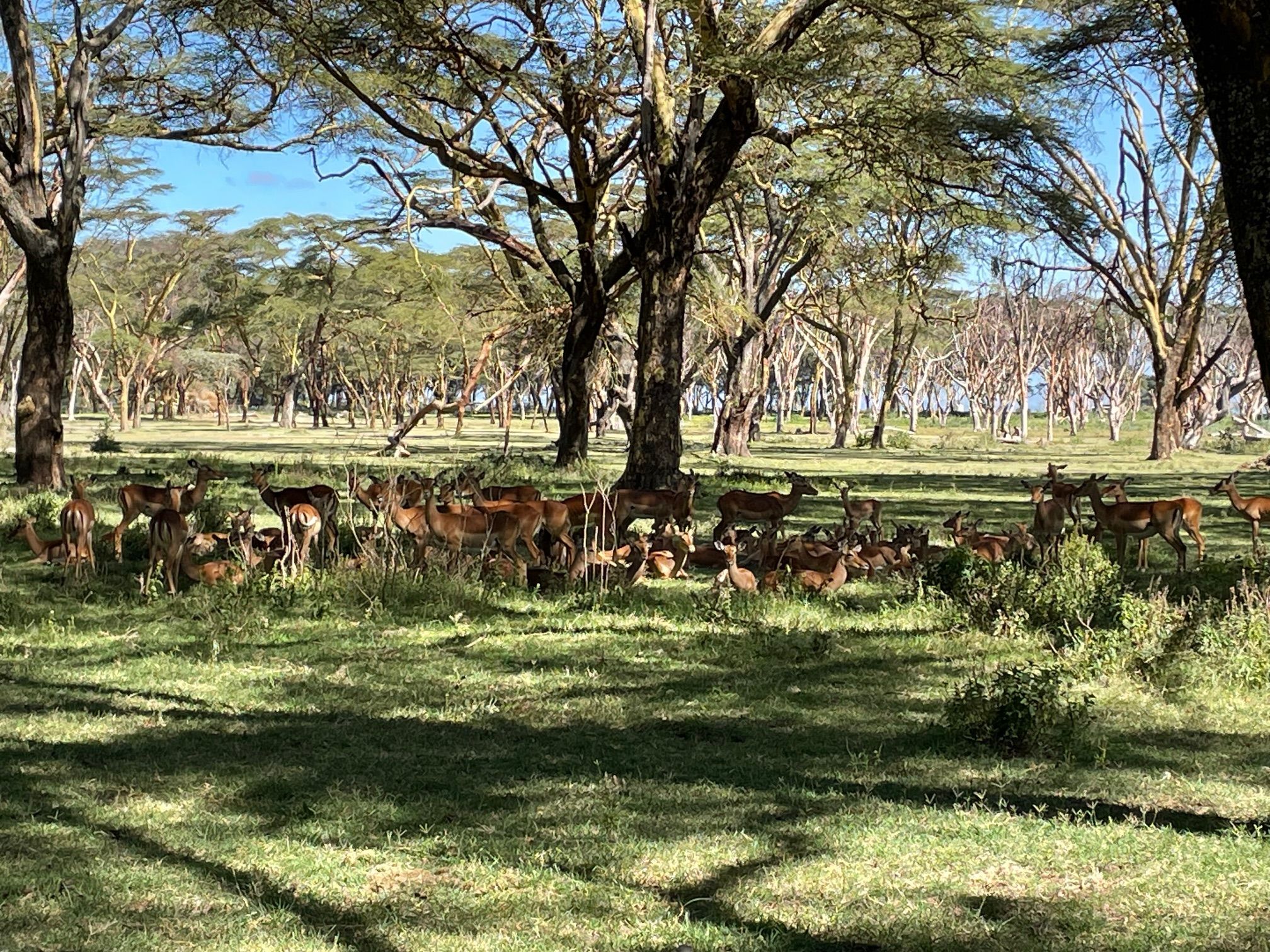 Masai Mara, Lake Nakuru, Amboseli