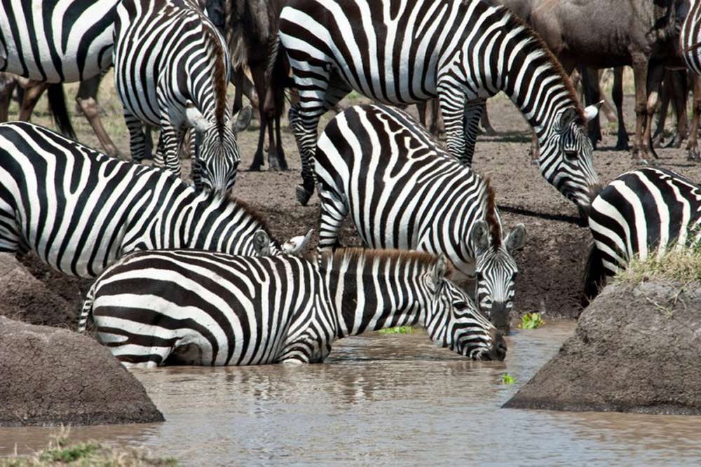 13 daagse East Africa Trails Lodge en Tented Camp groepssafari