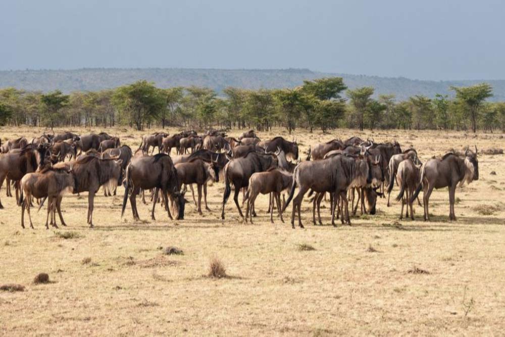 7 daagse Kenia Trails Lodge en Tented Camp prive safari reis