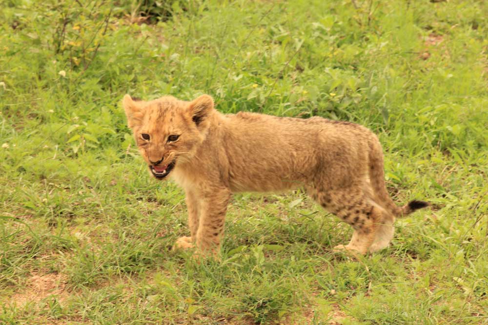 16 daagse Botswana Wildlife camping groepssafari
