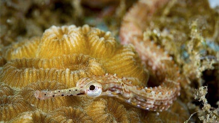 Rondreis 16 dagen duiken Bunaken en Lembeh – noord Sulawesi