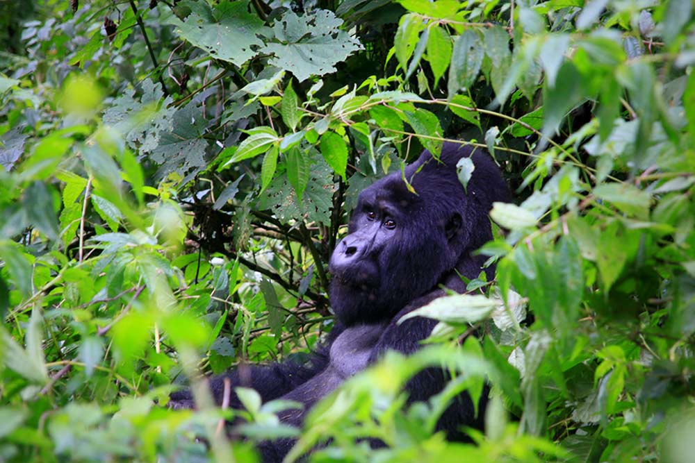14 daagse Maasai Mara en Gorilla’s lodge comfort groepssafari