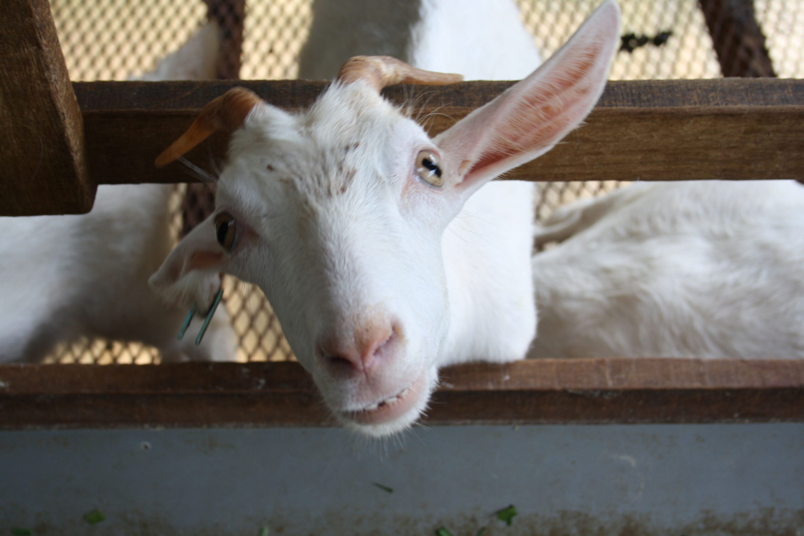 Hoogtepunten van West-Maleisië