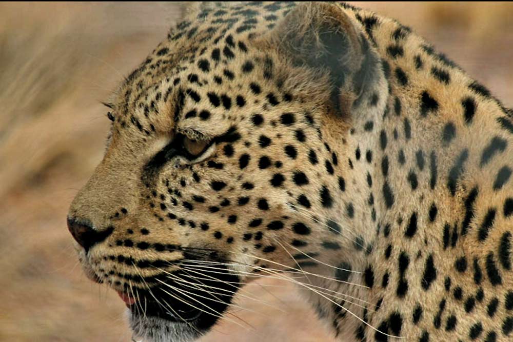 10 dagen Serengeti Trek en Zanzibar strand comfort groepssafari