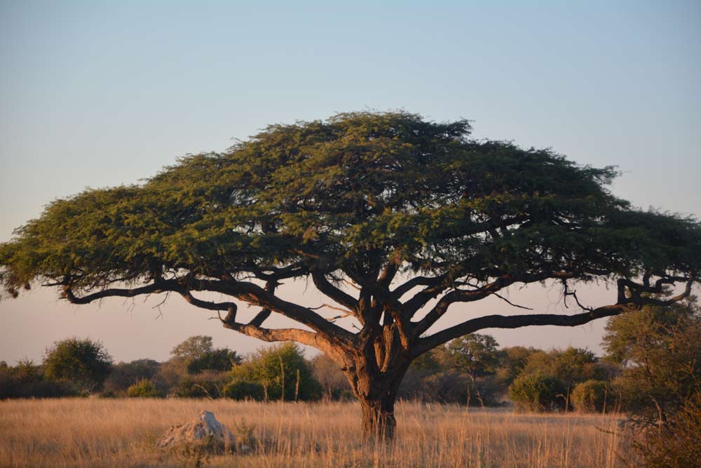 12 daagse Kenia en Tanzania wildlife safari kampeersafari